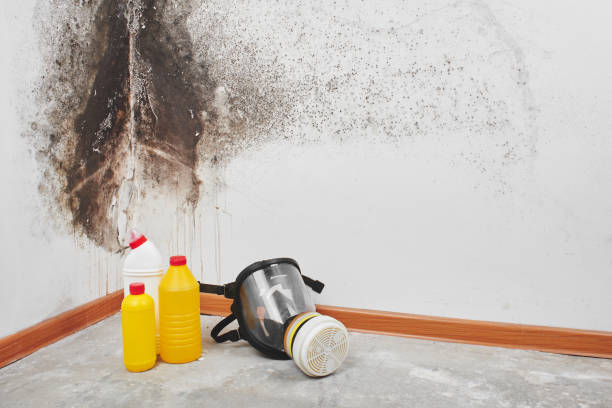 Professional Mold Remediation in Hernando, FL