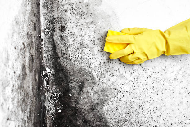 Best Bathroom Mold Remediation in Hernando, FL