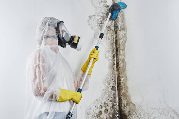 Best Kitchen Mold Remediation in Hernando, FL