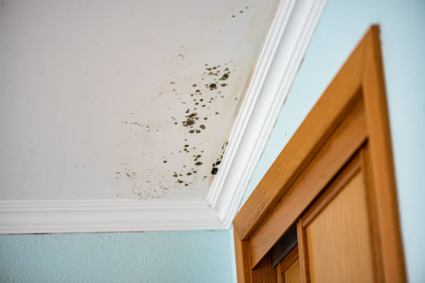 Best Post-Flood Mold Remediation in Hernando, FL