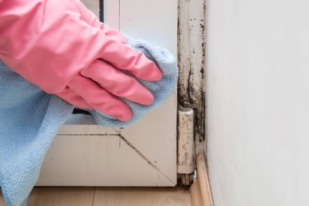 Best DIY Mold Remediation Support Services in Hernando, FL